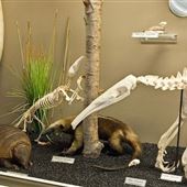Museum of Osteology