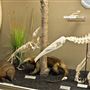 Museum of Osteology