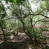 Stinchcomb Wildlife Refuge