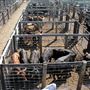 Oklahoma City Stockyards