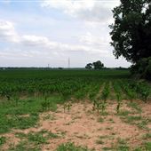 Arcadia Corn Fields