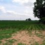 Arcadia Corn Fields